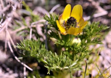 Fotografia da espécie Adonis microcarpa