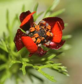 Fotografia da espécie Adonis microcarpa