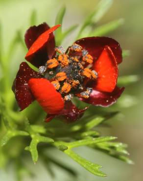 Fotografia 5 da espécie Adonis microcarpa no Jardim Botânico UTAD