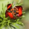 Fotografia 5 da espécie Adonis microcarpa do Jardim Botânico UTAD