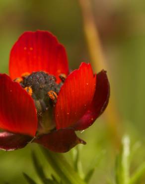 Fotografia 6 da espécie Adonis microcarpa no Jardim Botânico UTAD