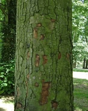 Fotografia 10 da espécie Acer pseudoplatanus no Jardim Botânico UTAD