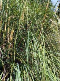 Fotografia da espécie Cortaderia selloana