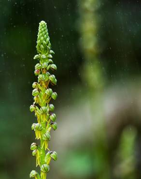 Fotografia 9 da espécie Aceras anthropophorum no Jardim Botânico UTAD