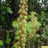 Fotografia 10 da espécie Aceras anthropophorum do Jardim Botânico UTAD