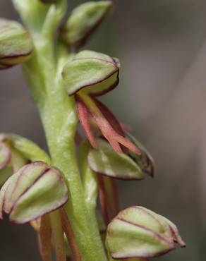 Fotografia 11 da espécie Aceras anthropophorum no Jardim Botânico UTAD