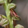 Fotografia 11 da espécie Aceras anthropophorum do Jardim Botânico UTAD