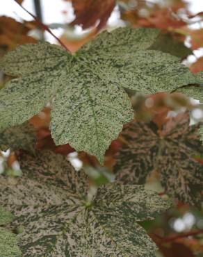 Fotografia 11 da espécie Acer pseudoplatanus no Jardim Botânico UTAD