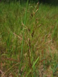 Fotografia da espécie Agrostis capillaris