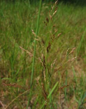 Fotografia 3 da espécie Agrostis capillaris no Jardim Botânico UTAD