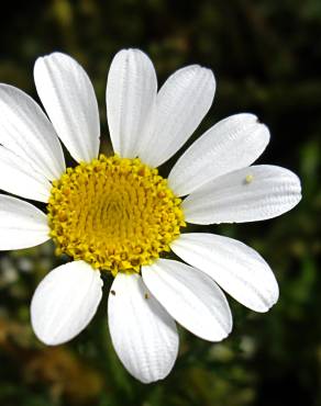 Fotografia 9 da espécie Anacyclus clavatus no Jardim Botânico UTAD