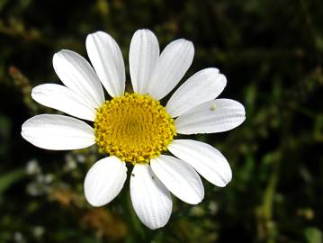 Fotografia da espécie Anacyclus clavatus