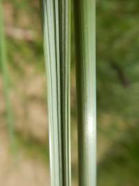 Fotografia da espécie Ammophila arenaria subesp. arundinacea