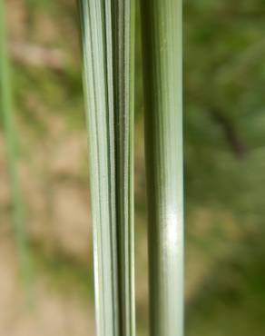 Fotografia 10 da espécie Ammophila arenaria subesp. arundinacea no Jardim Botânico UTAD