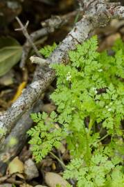 Fotografia da espécie Anthriscus caucalis