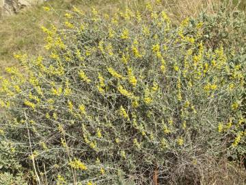 Fotografia da espécie Anthyllis cytisoides