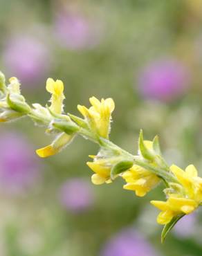 Fotografia 6 da espécie Anthyllis cytisoides no Jardim Botânico UTAD