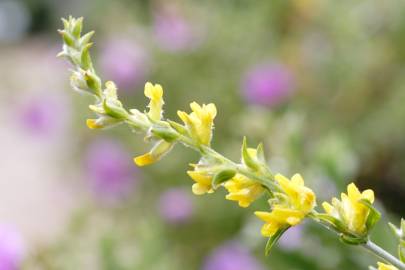 Fotografia da espécie Anthyllis cytisoides