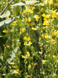 Fotografia da espécie Anthyllis cytisoides