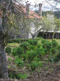 Fotografia da espécie Brassica oleracea