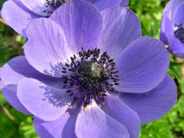 Fotografia da espécie Anemone coronaria