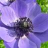 Fotografia 8 da espécie Anemone coronaria do Jardim Botânico UTAD