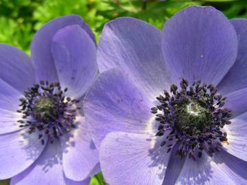 Fotografia da espécie Anemone coronaria