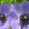 Fotografia 9 da espécie Anemone coronaria do Jardim Botânico UTAD