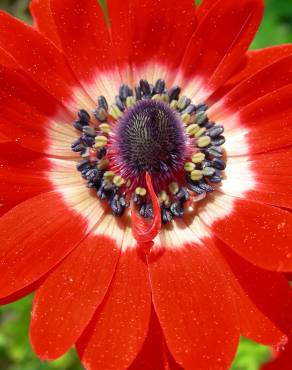 Fotografia 10 da espécie Anemone coronaria no Jardim Botânico UTAD