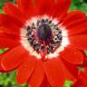 Fotografia 10 da espécie Anemone coronaria do Jardim Botânico UTAD