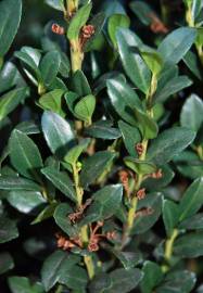 Fotografia da espécie Ilex crenata