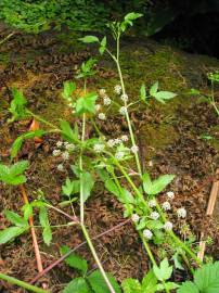 Fotografia da espécie Apium nodiflorum