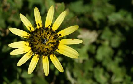 Fotografia da espécie Arctotheca calendula