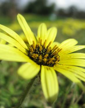 Fotografia 5 da espécie Arctotheca calendula no Jardim Botânico UTAD