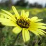 Fotografia 5 da espécie Arctotheca calendula do Jardim Botânico UTAD