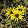 Fotografia 6 da espécie Arctotheca calendula do Jardim Botânico UTAD