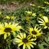 Fotografia 7 da espécie Arctotheca calendula do Jardim Botânico UTAD