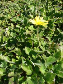 Fotografia da espécie Arctotheca calendula