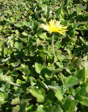 Fotografia 8 da espécie Arctotheca calendula no Jardim Botânico UTAD