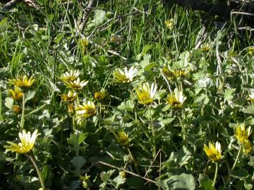 Fotografia da espécie Arctotheca calendula