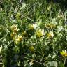 Fotografia 9 da espécie Arctotheca calendula do Jardim Botânico UTAD