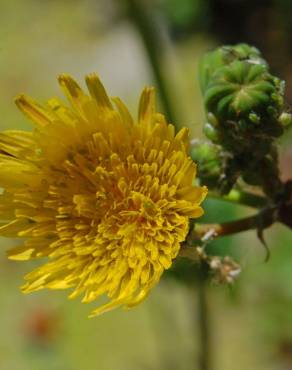 Fotografia 1 da espécie Sonchus tenerrimus no Jardim Botânico UTAD