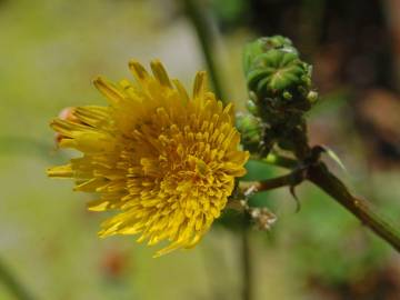 Fotografia da espécie Sonchus tenerrimus