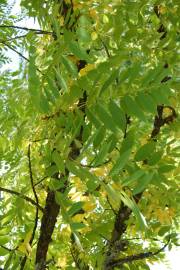 Fotografia da espécie Juglans nigra