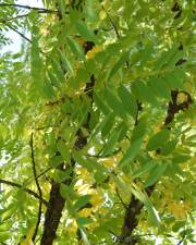 Fotografia da espécie Juglans nigra