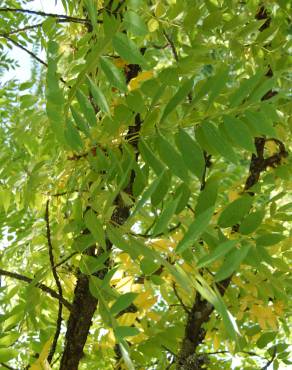 Fotografia 1 da espécie Juglans nigra no Jardim Botânico UTAD