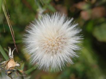 Fotografia da espécie Sonchus tenerrimus