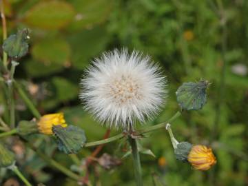 Fotografia da espécie Sonchus tenerrimus