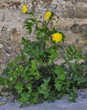 Fotografia 5 da espécie Sonchus tenerrimus no Jardim Botânico UTAD