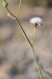 Fotografia da espécie Sonchus tenerrimus